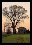 Un albero...semplicemente Un albero...semplicemente