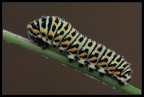 Bruco di Papilio Macaon Bruco di Papilio Macaon