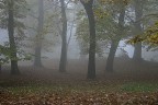 nebbia autunnale
