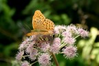Butteerfly Butteerfly