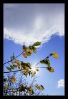 Il mio autunno Il mio autunno