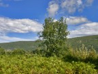 albero albero