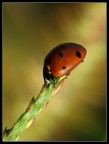 Coccinella al sole