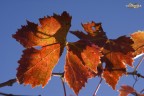 Rosso Vite Rosso Vite
