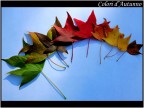 Colori d'autunno Colori d'autunno