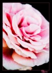 Pink Pink