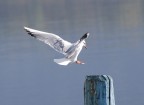 Landing