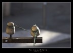 la vecchiaia la vecchiaia