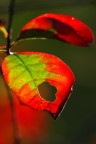 Verde fuoco