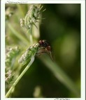 Mosca Mosca
