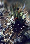 Una situazione assai...spinosa Una situazione assai...spinosa