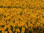 Campo di girasoli Campo di girasoli