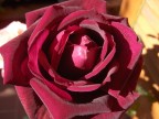 Rosa vellutata Rosa vellutata