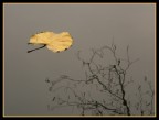 Autumn Leaf Autumn Leaf