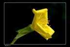giallo su nero giallo su nero