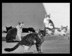 Cats Cats