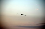 In volo In volo
