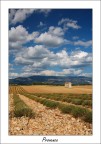 .: provence - lavandin :. .: provence - lavandin :.