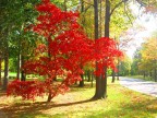 Autumn Autumn