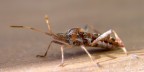 Cimice