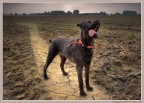 Azha, il mio cane. Azha, il mio cane.