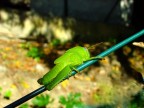 equilibrismo equilibrismo