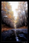 the damp road the damp road