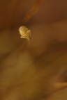 Cicadella che si crede una ranocchia Cicadella che si crede una ranocchia