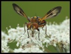 Mosca Mosca