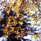 Rolleiflex 6006
Rollei Distagon 50 f4 HFT
Fujichrome Velvia 100F