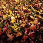 Rolleiflex 6006
Rollei Distagon 50 f4 HFT
Fujichrome Velvia 100F