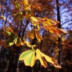 Rolleiflex 6006
Rollei Distagon 50 f4 HFT
Fujichrome Velvia 100F