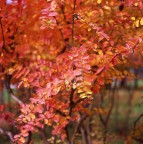 Autunno Autunno