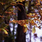 Rolleiflex 6006
Rollei Rolleigon 150 f4 HFT
Fujichrome Velvia 100F