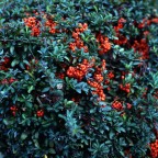 Rolleiflex 6006
Rollei Rolleigon 150 f4 HFT
Fujichrome Velvia 100F