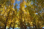 Autunno d'oro Autunno d'oro