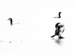 Cormorani Cormorani
