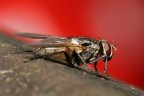 Mosca con sfondo rosso