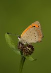 Lycaena phaeas