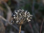 Fiore? Fiore?