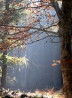 Magia d'autunno Magia d'autunno