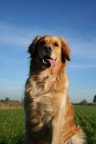 My dog My dog