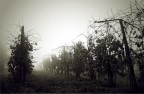 nebbia nebbia