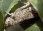 cavalletta cavalletta
