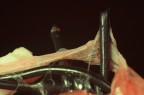 meat and iron (fear) meat and iron (fear)