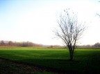 campi campi