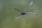 Libellula in Volo