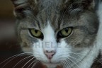 GATTO BIBI GATTO BIBI