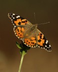 Vanessa cardui per LUCIANO Vanessa cardui per LUCIANO