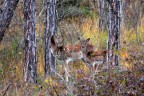 Bambi nella foresta incantata...